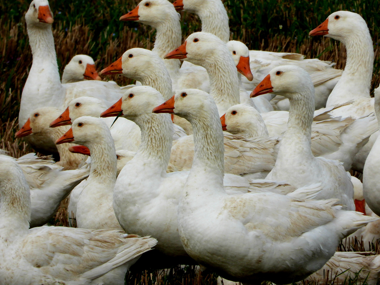 Group of Ducks on Farm